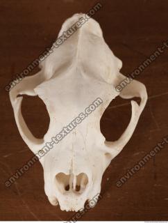 photo reference of skull 0096